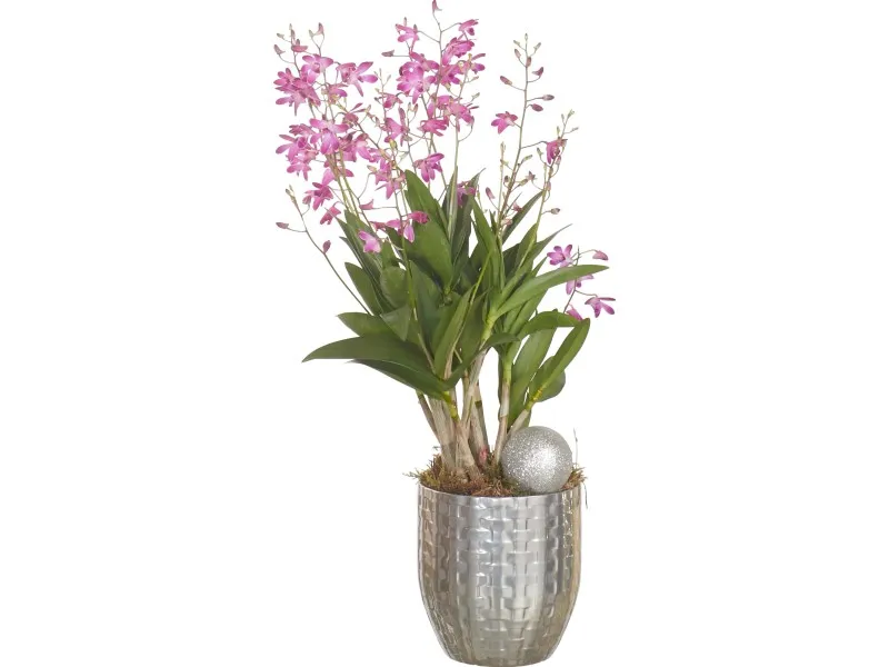 Dendrobium Berry Oda in vaso di cermica