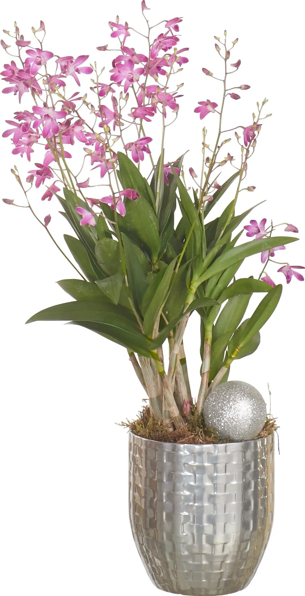 Dendrobium Berry Oda in vaso di cermica